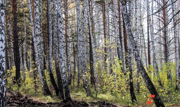 В Екатеринбурге друзья Зеленой Рощи придумали как улучшить реконструкцию парка