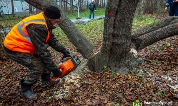 В екатеринбургской Зеленой Роще начали рубить старые деревья