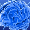 «Ваш мозг — ленивая сволочь» или как предотвратить застывание и деградацию разума