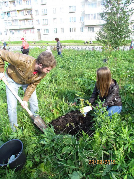 Посадка деревьев